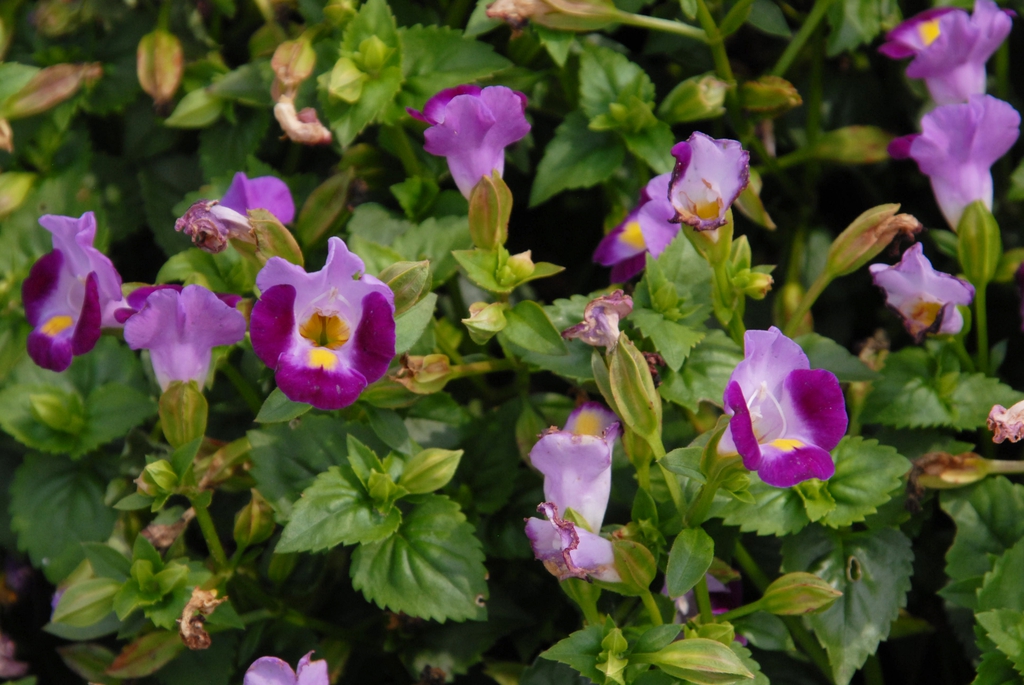 Torenia fournieri