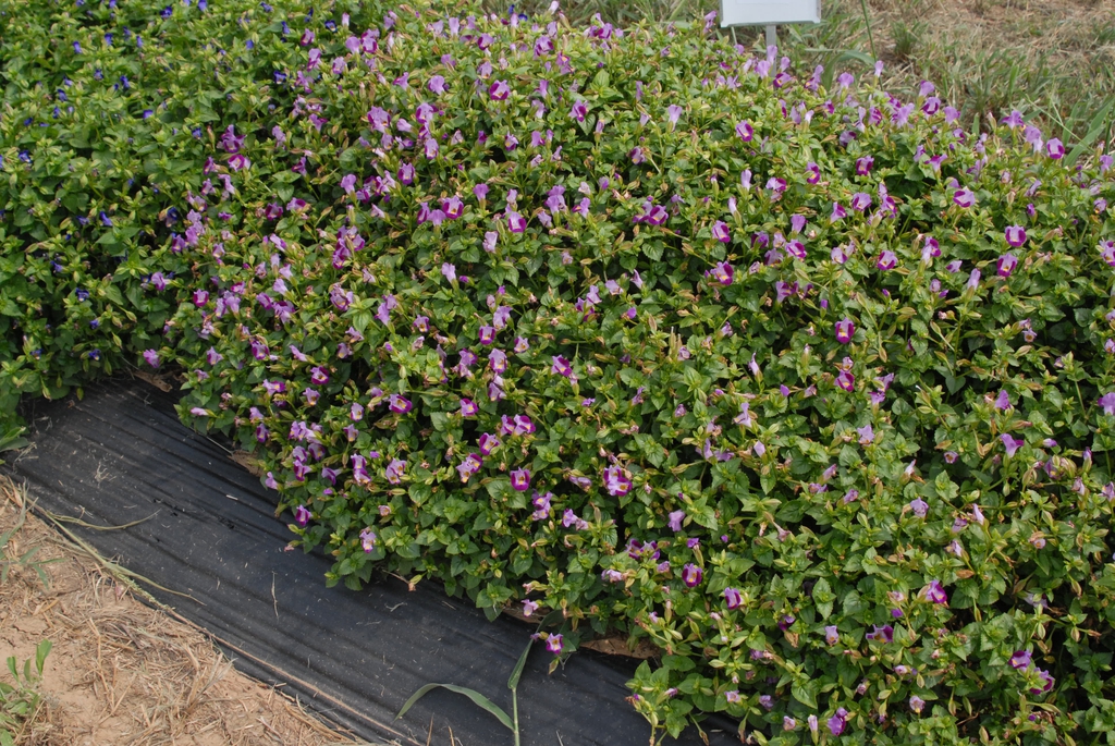 Torenia fournieri