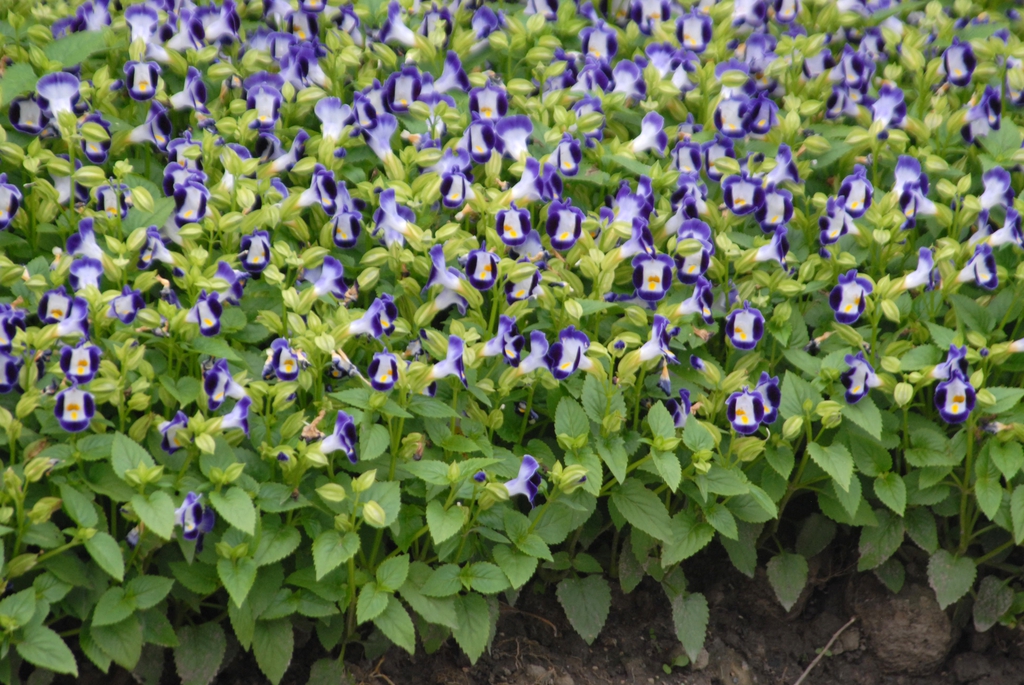 Torenia fournieri