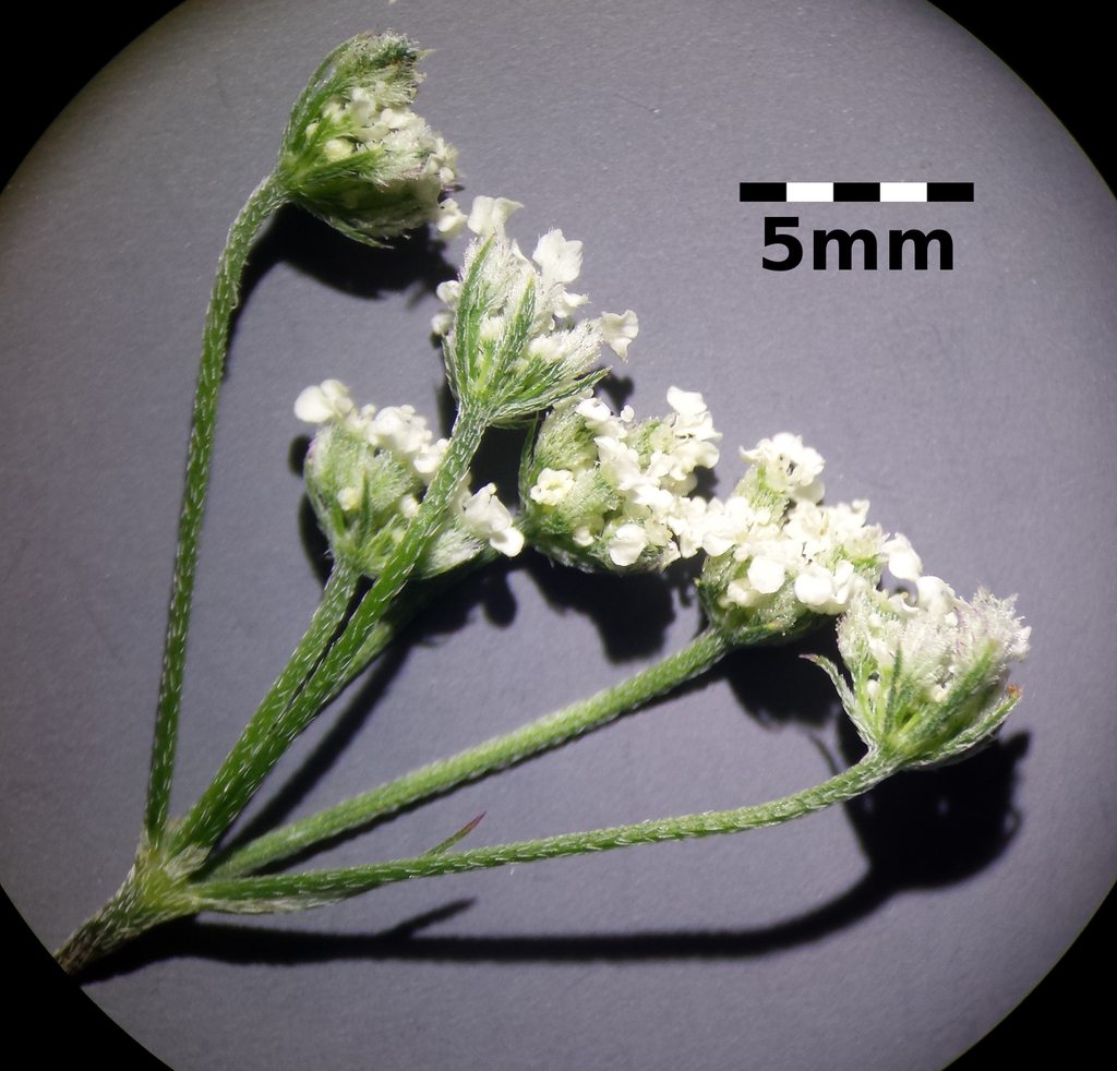 Torilis arvensis