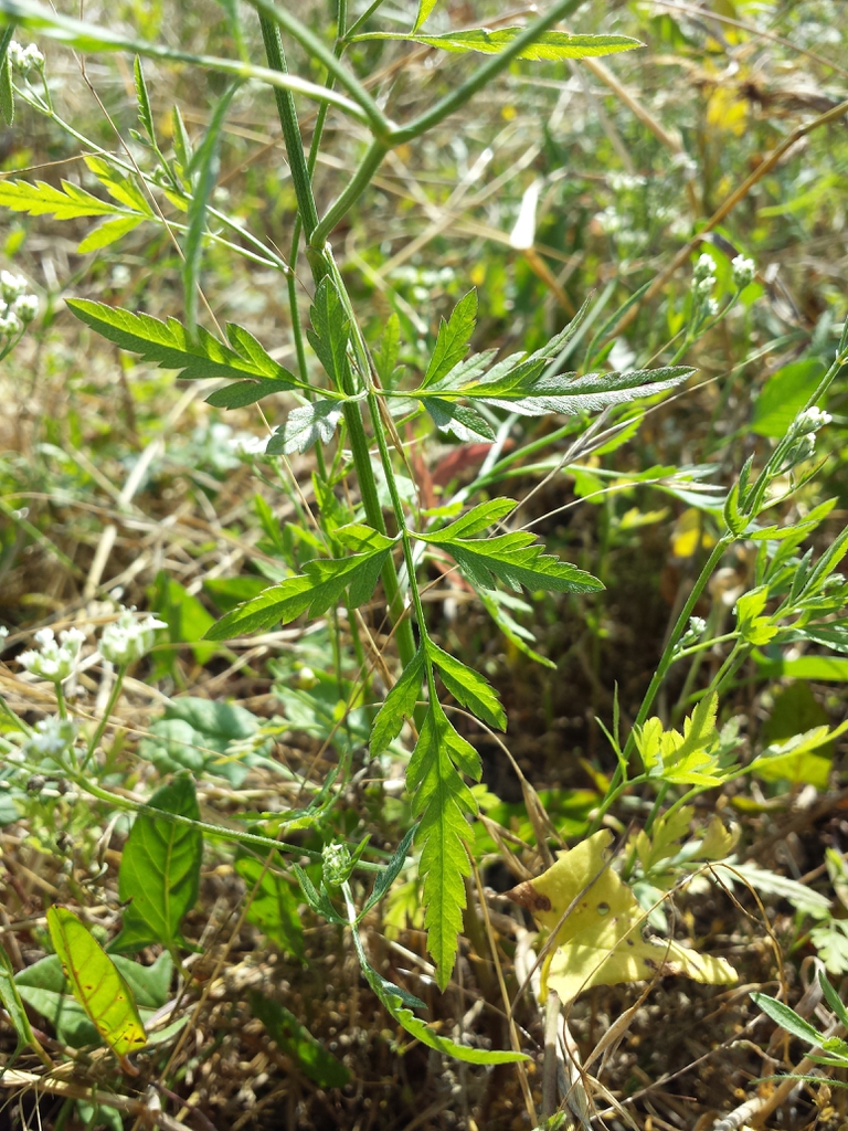 Torilis arvensis