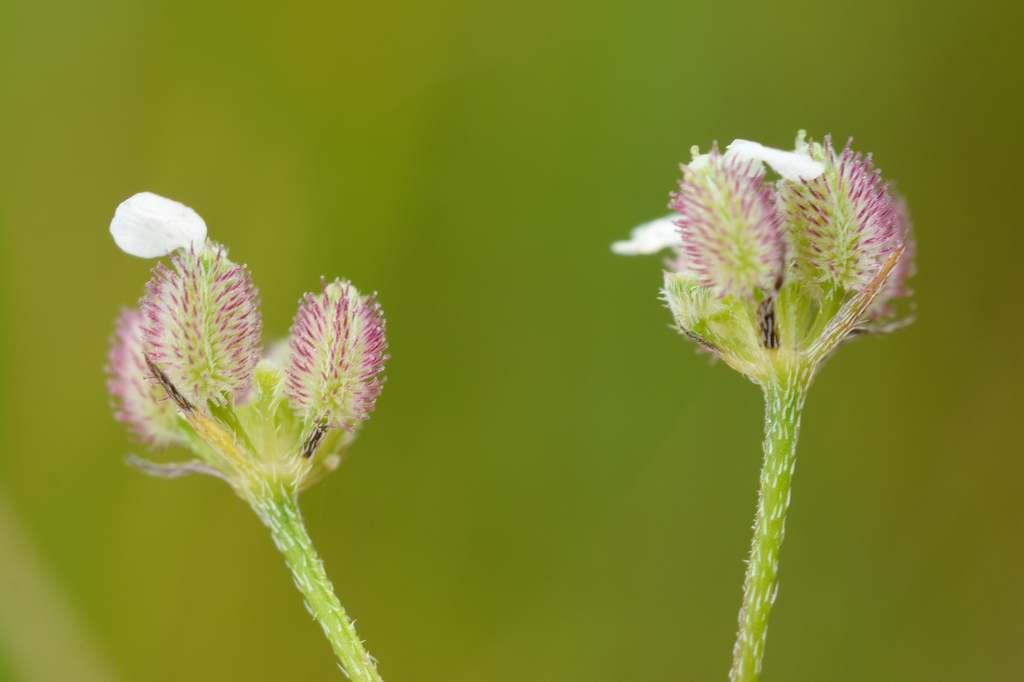 Torilis arvensis