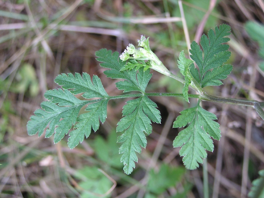 Torilis arvensis