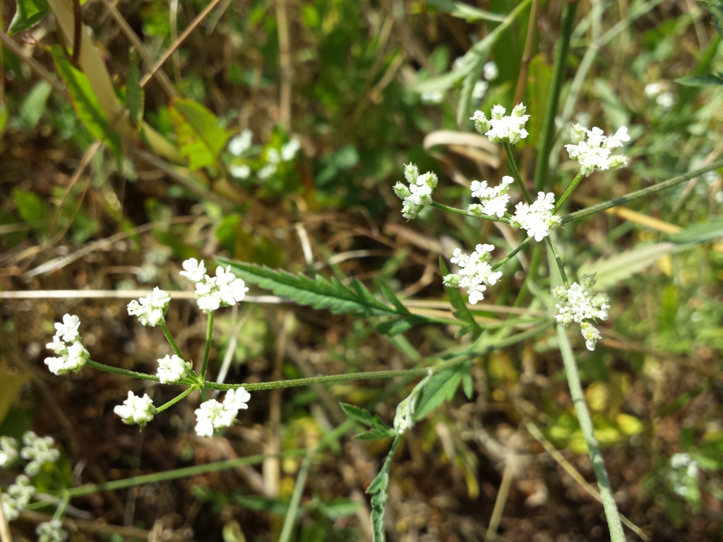 Torilis arvensis