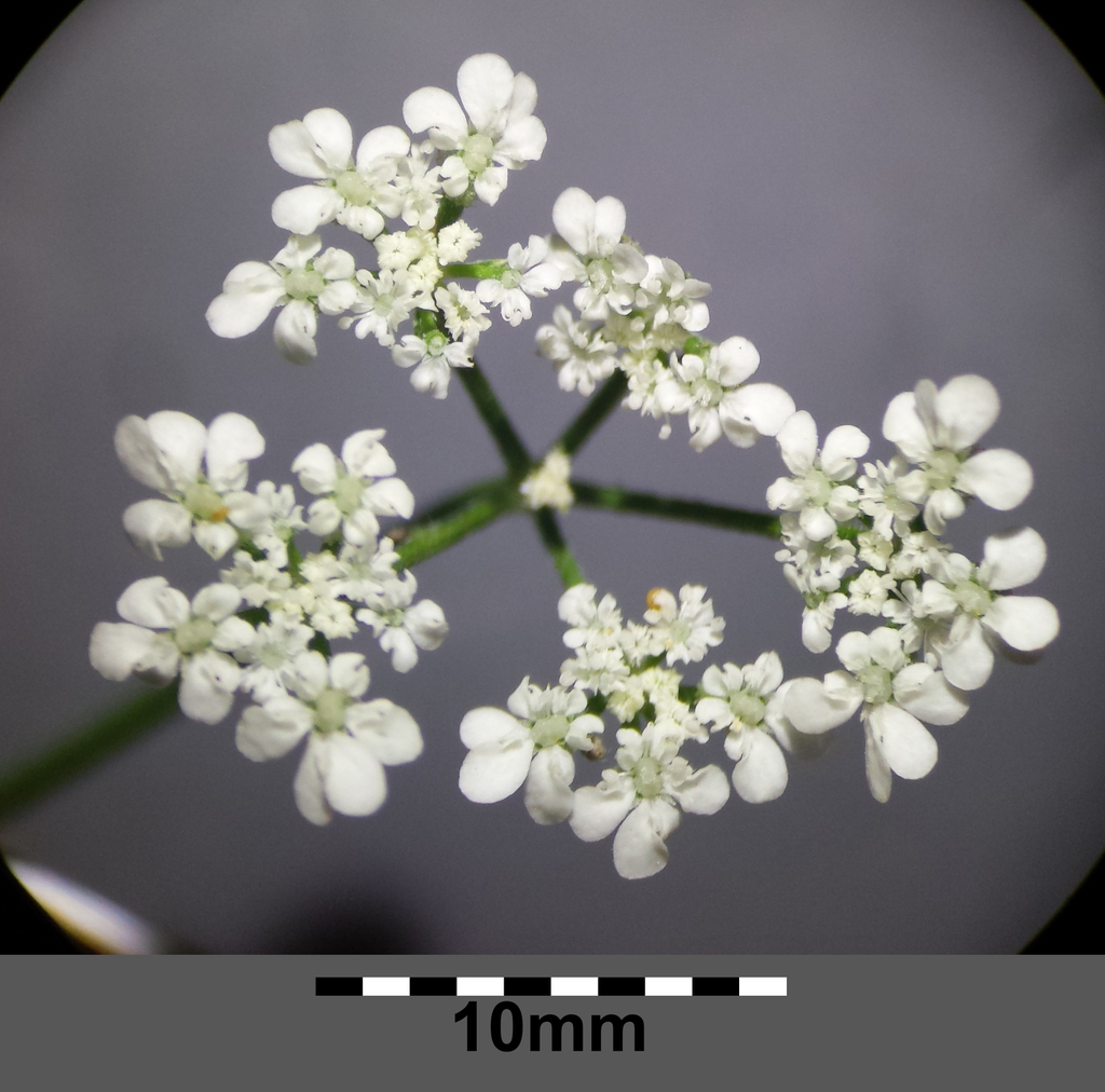 Torilis arvensis