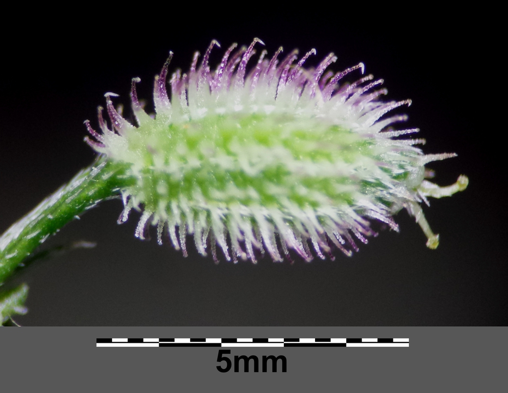 Torilis arvensis