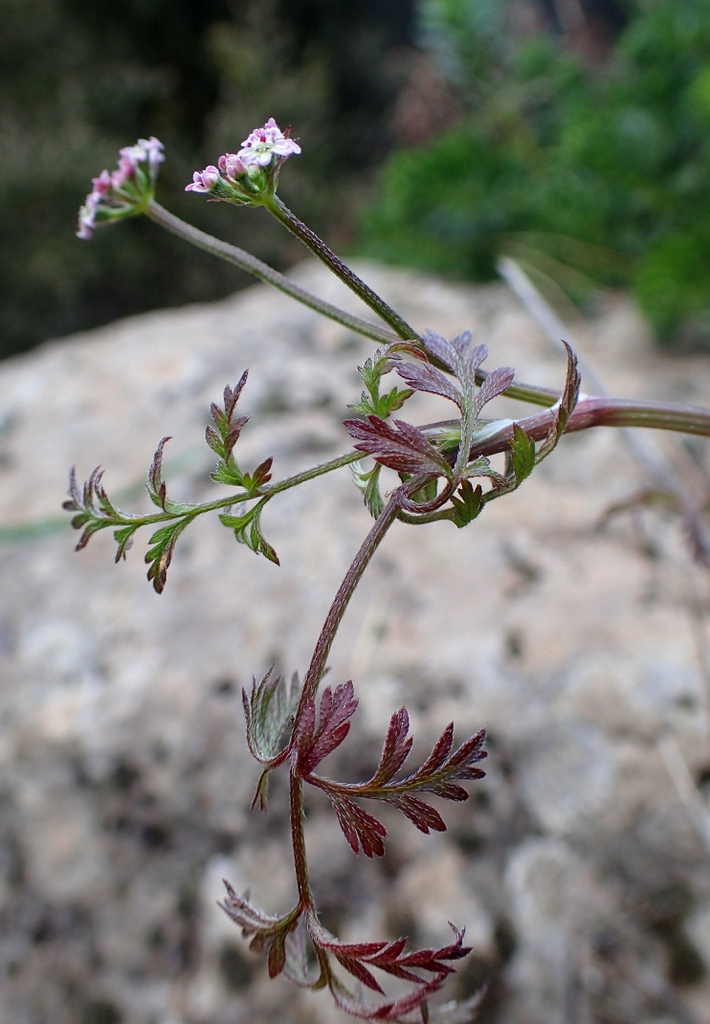 Torilis arvensis
