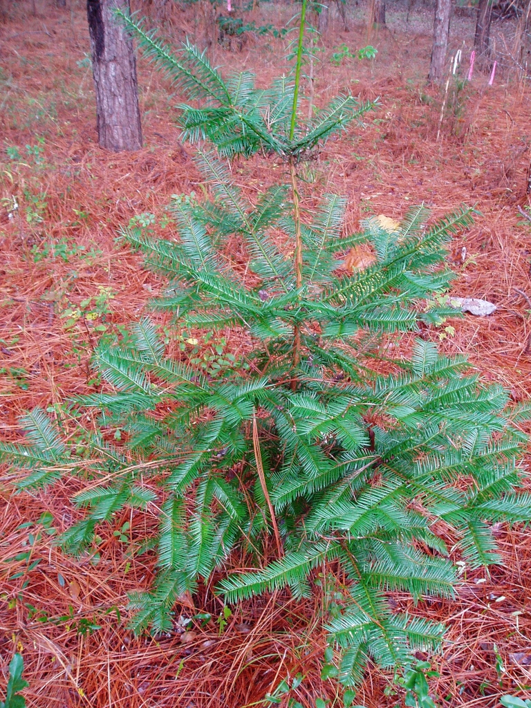 Young tree with horizontal branching.