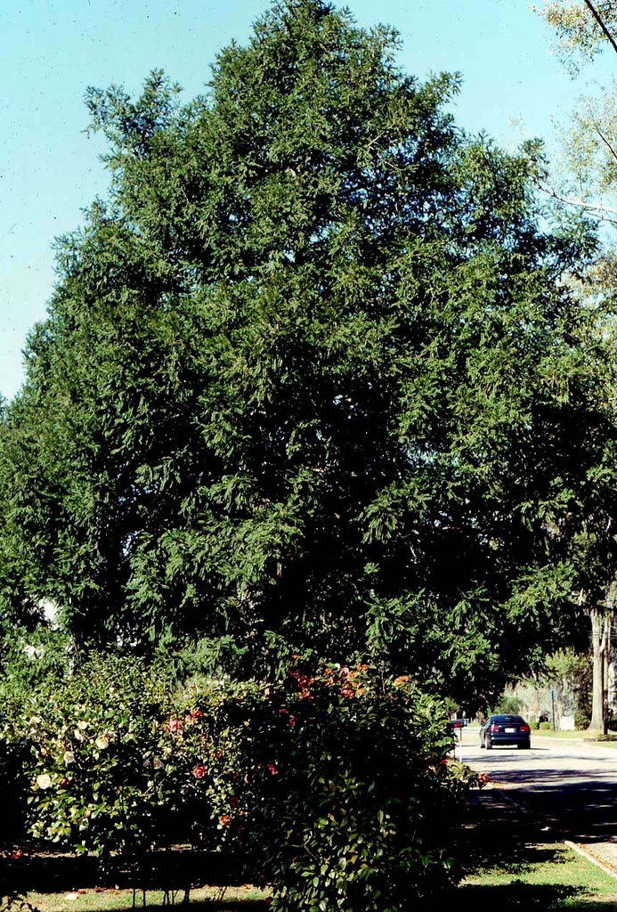 Large, dense, pyramidal tree