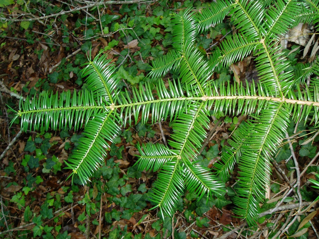Horizontal branch with needles arranged in one plane.