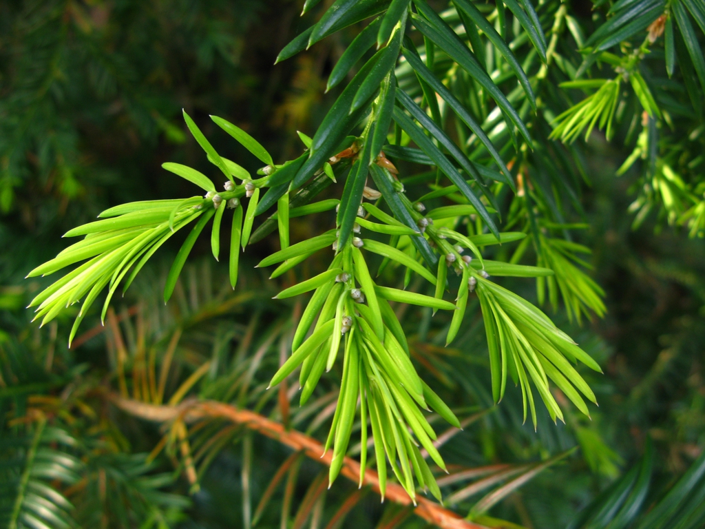 Torreya californica
