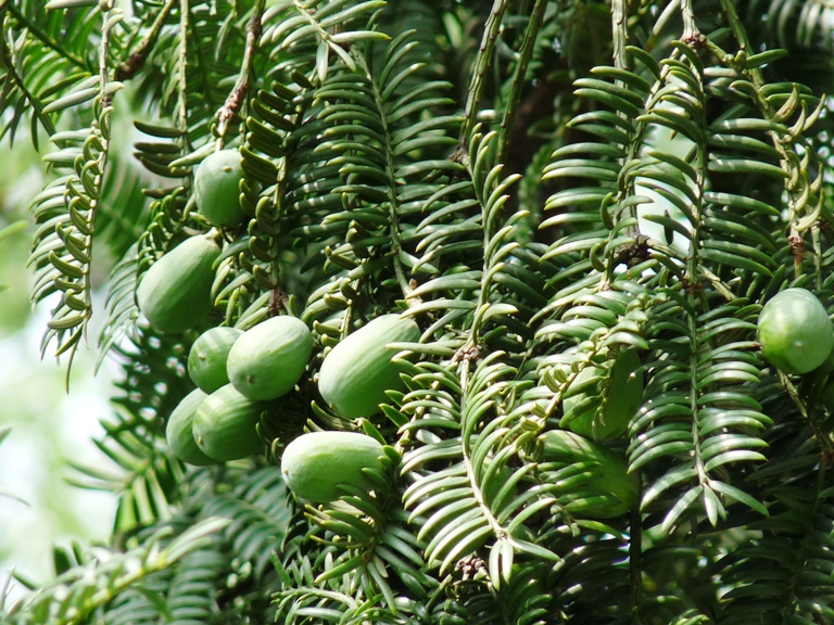Torreya grandis
