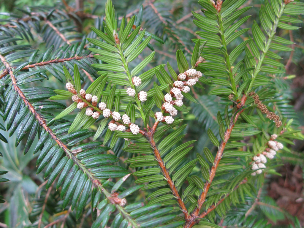Young cones and leaves