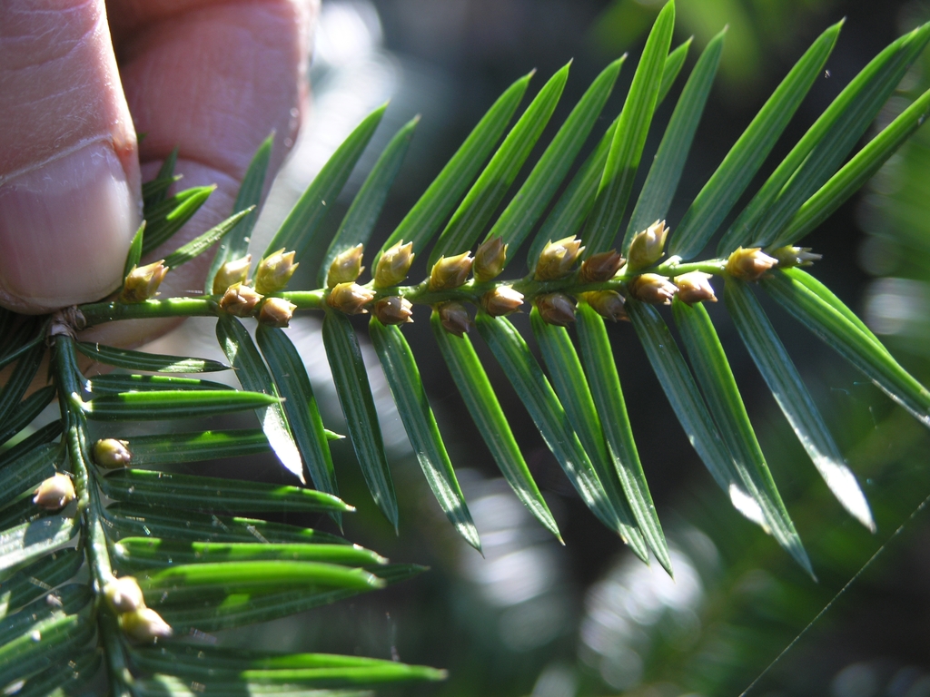 Hand holding branch showing tiny, receptive male cones.