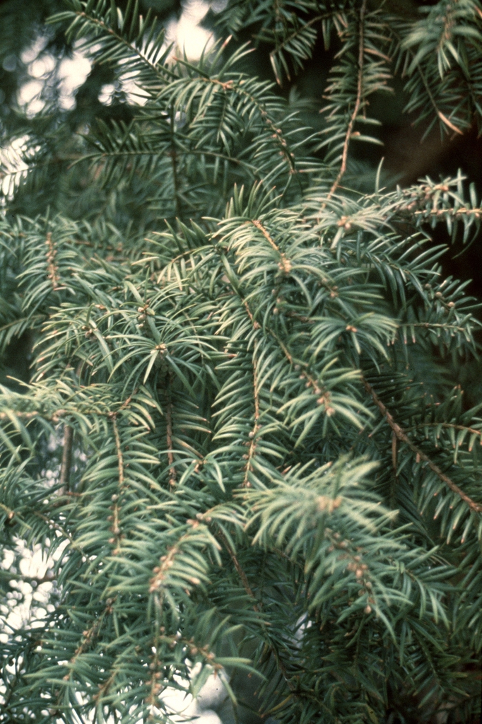 Horizontal branches with needles arranged in one plane.
