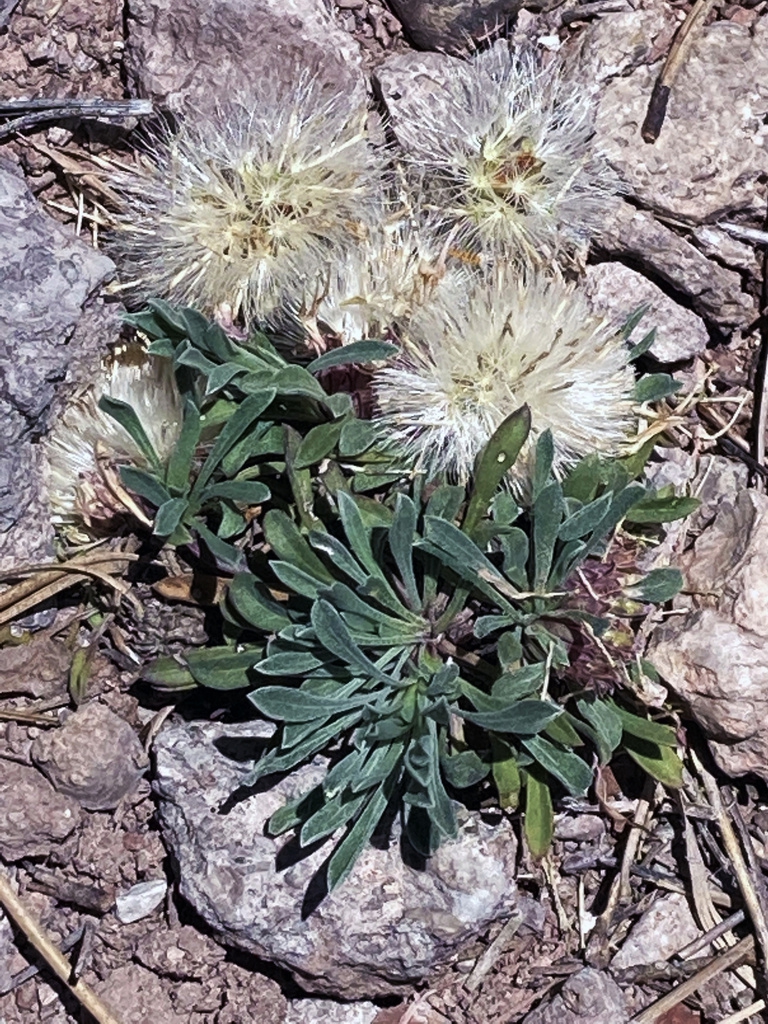 Leaves and fruits (May in AZ)