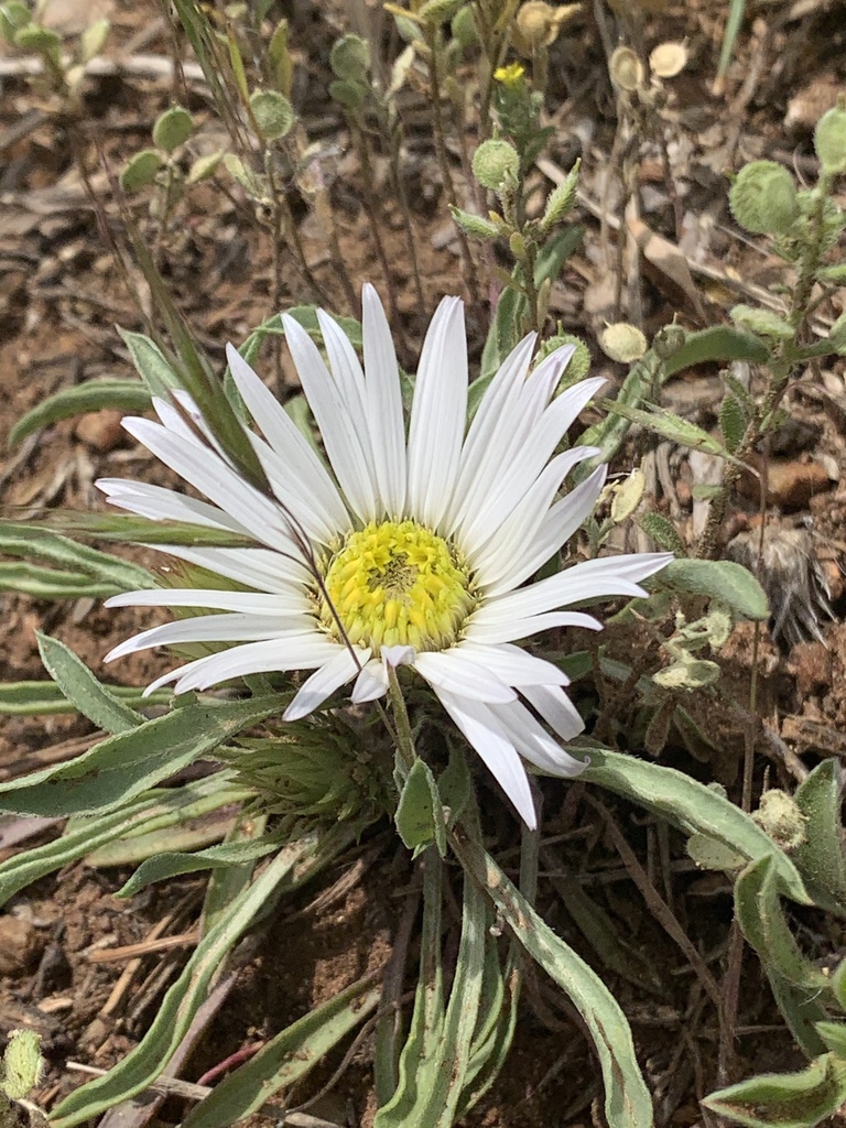 Close up of flower
