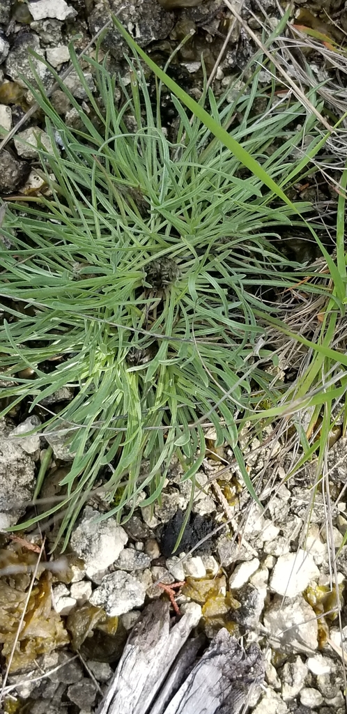 Leaves (May in TX)