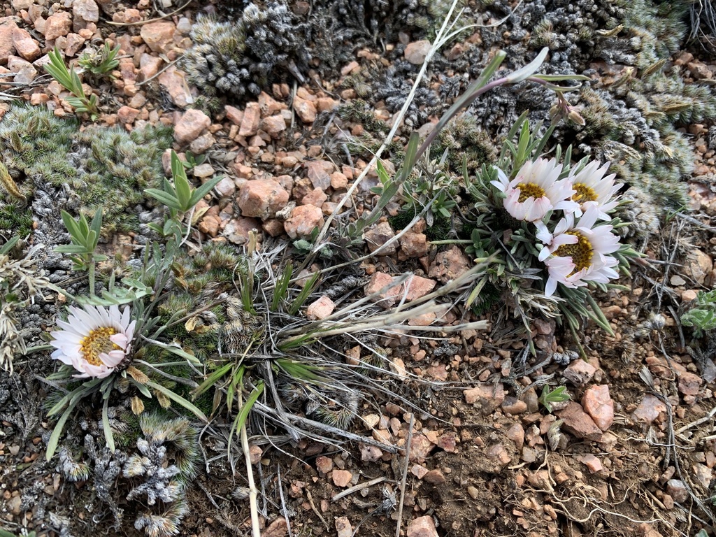 Native habitat (May in WY)