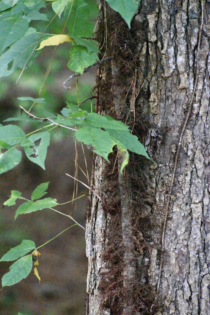 Arial rootlets - July 31 - Halifax Co., NC