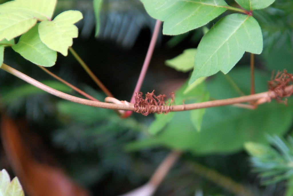 Toxicodendron radicans