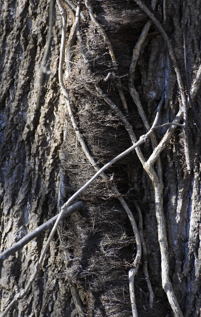Toxicodendron radicans