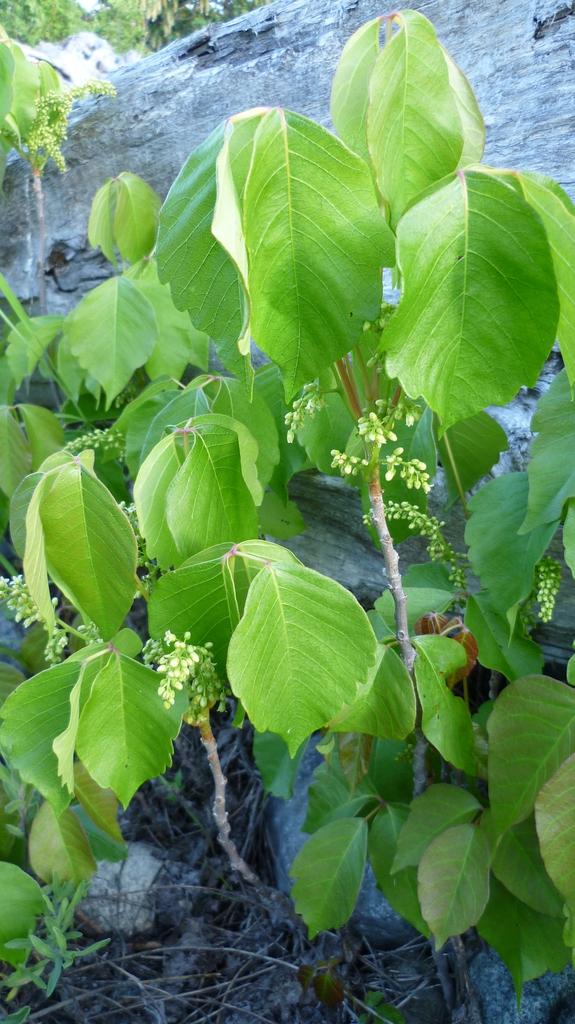 Toxicodendron radicans