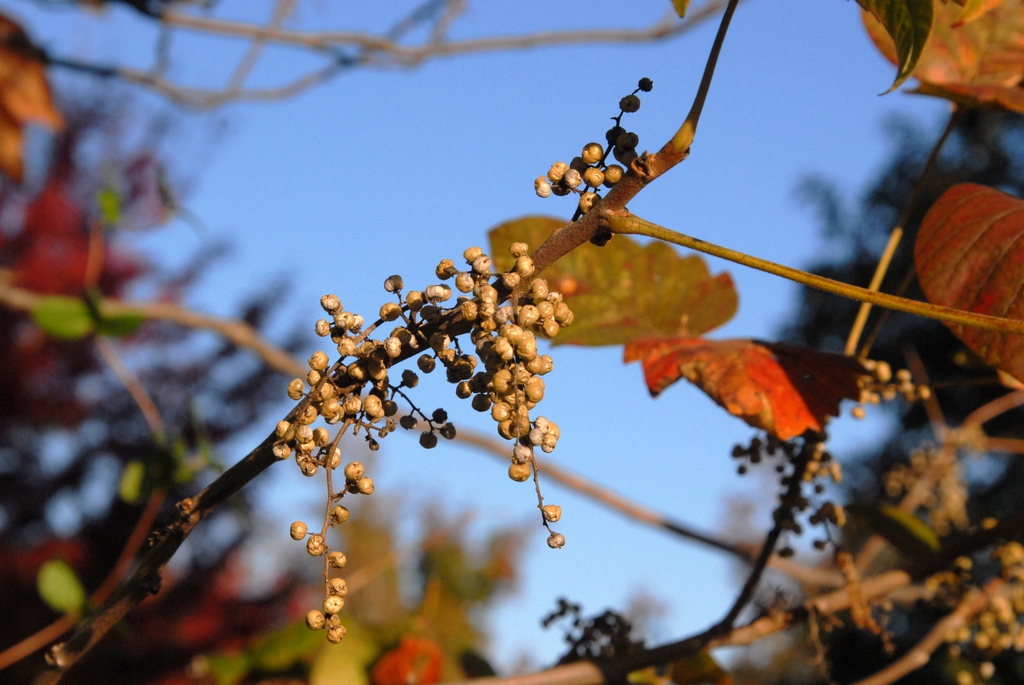 Toxicodendron radicans