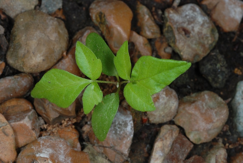 Growing in rocks (Chapel Hill, NC)-Mid Spring