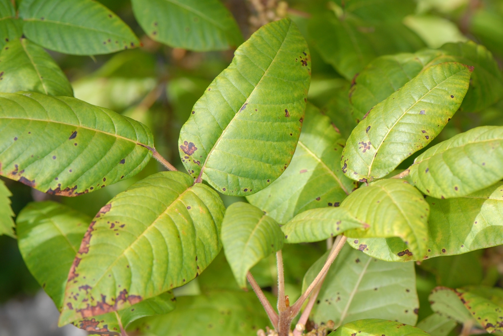 Toxicodendron radicans