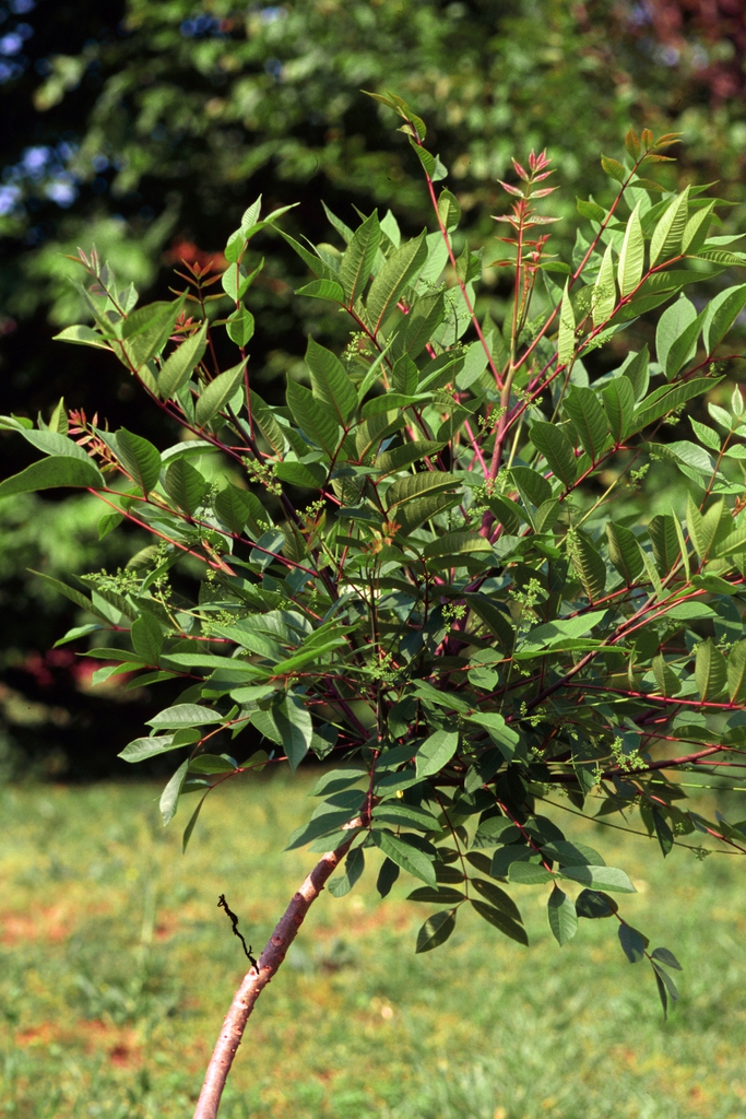 Toxicodendron vernix