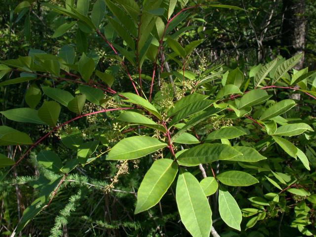 Form