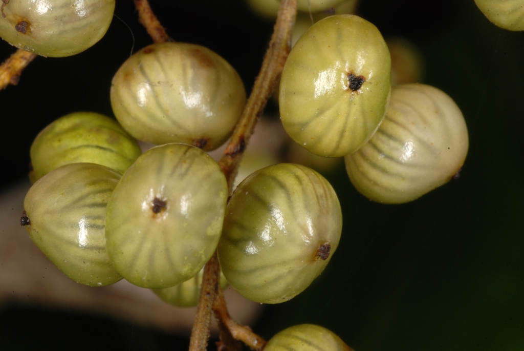 Fruit close-up (Alleghany County, NC)-Late Summer