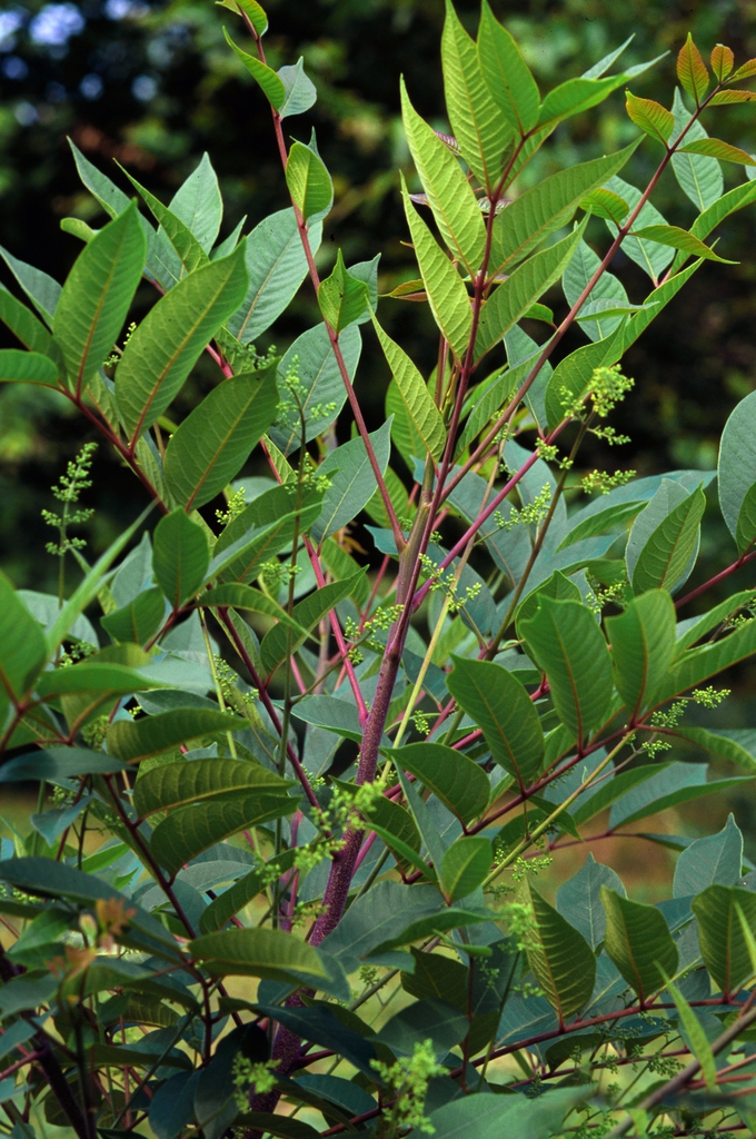 Toxicodendron vernix