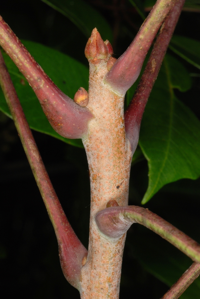 Stem with buds (Alleghany County, NC)-Late Summer