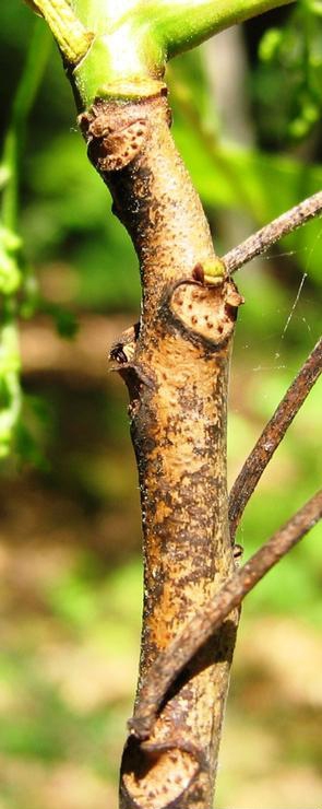 Toxicodendron vernix