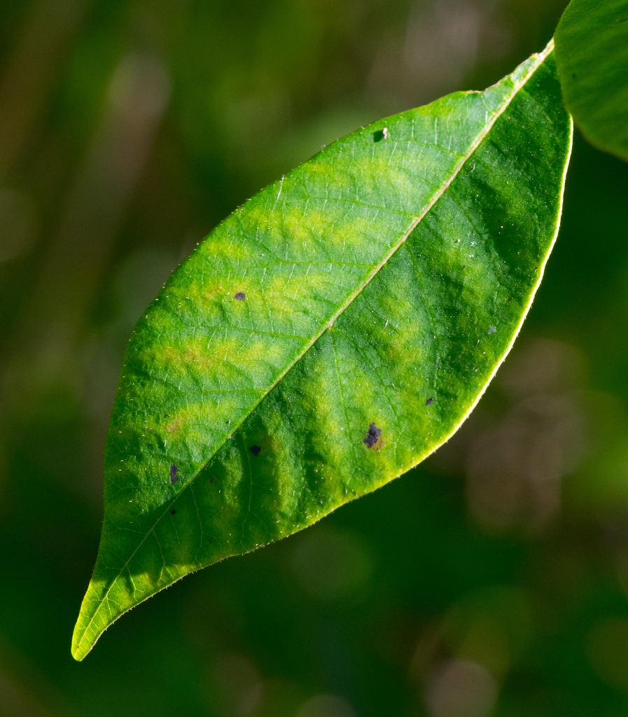 Leaf closeup