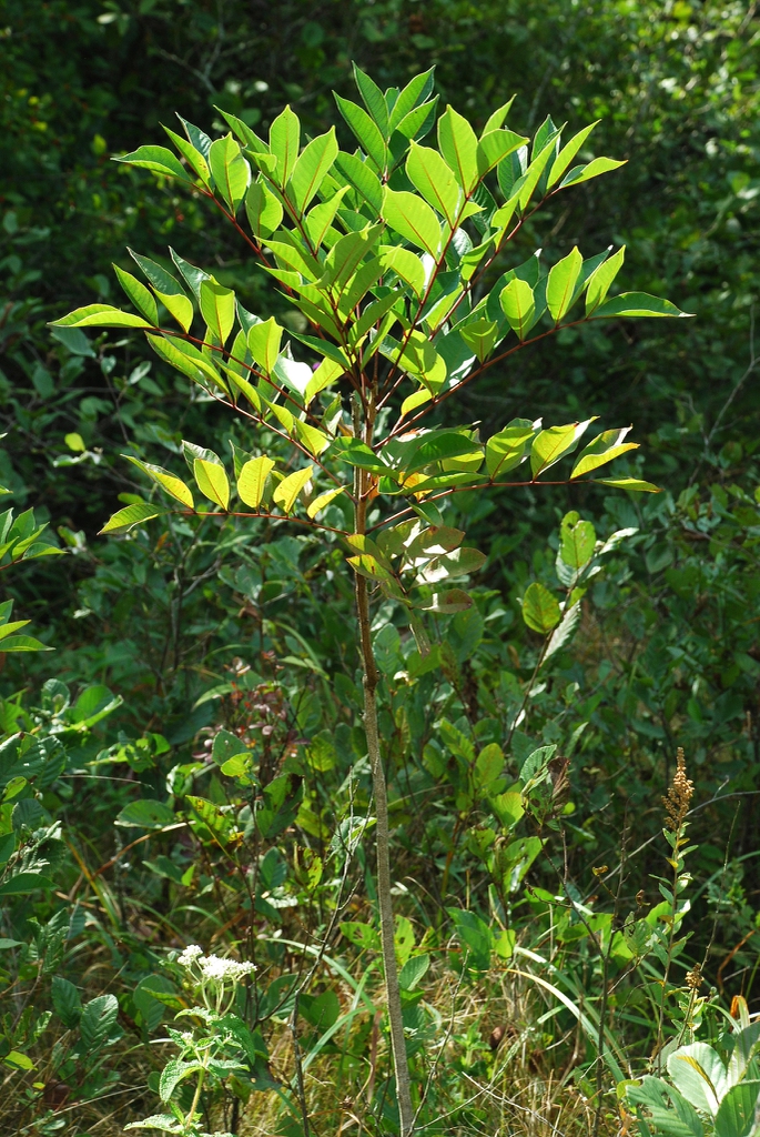 Branch with leaves (Alleghany County, NC)-Late Summer