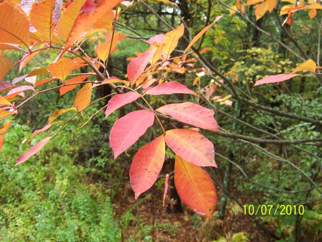 Fall color