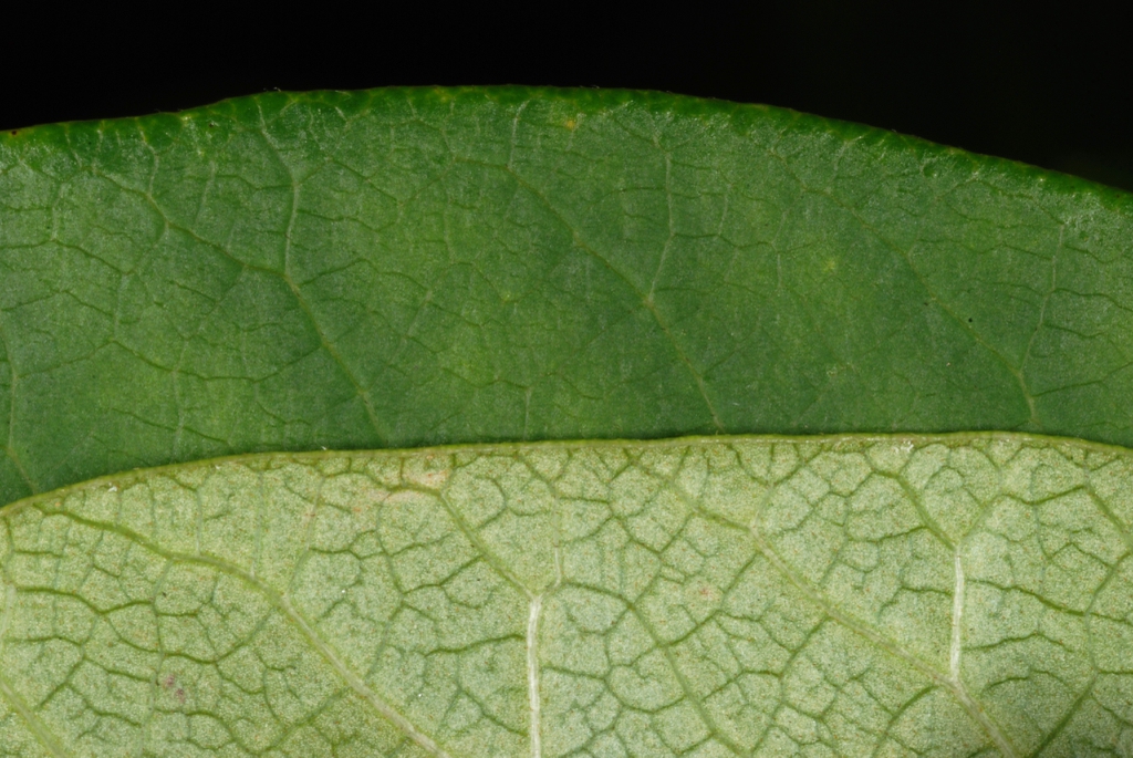 Front and back of leaf (Alleghany County, NC)-Late Summer