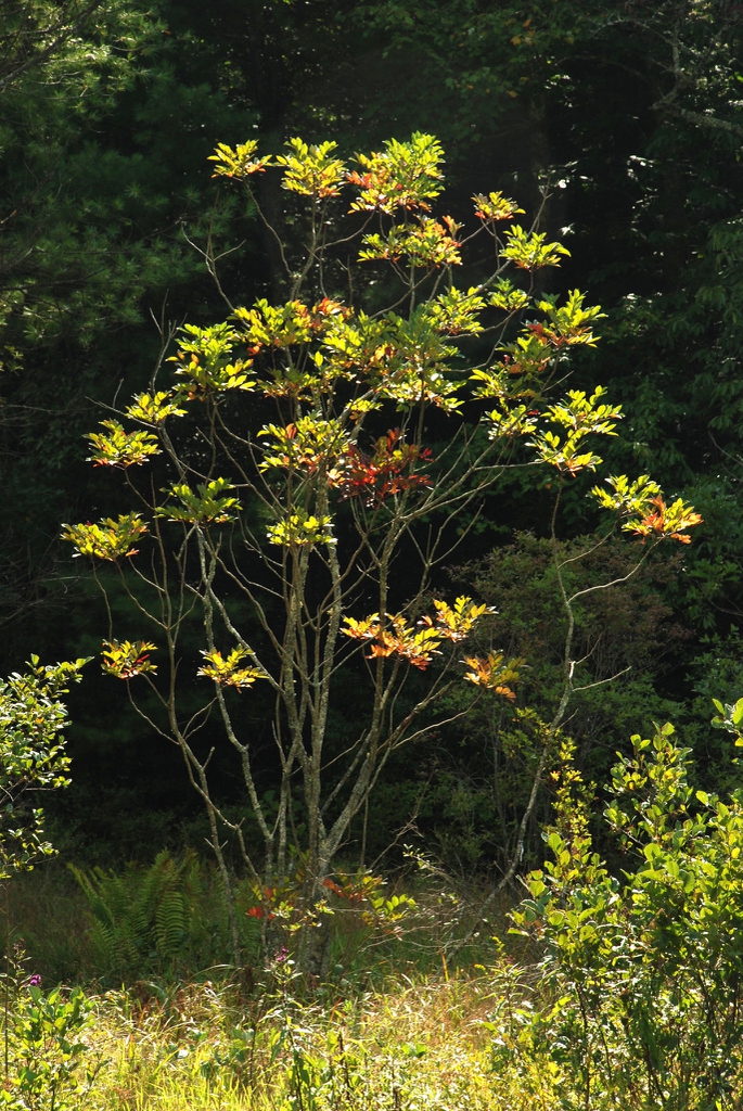 Form (Alleghany County, NC)-Late Summer