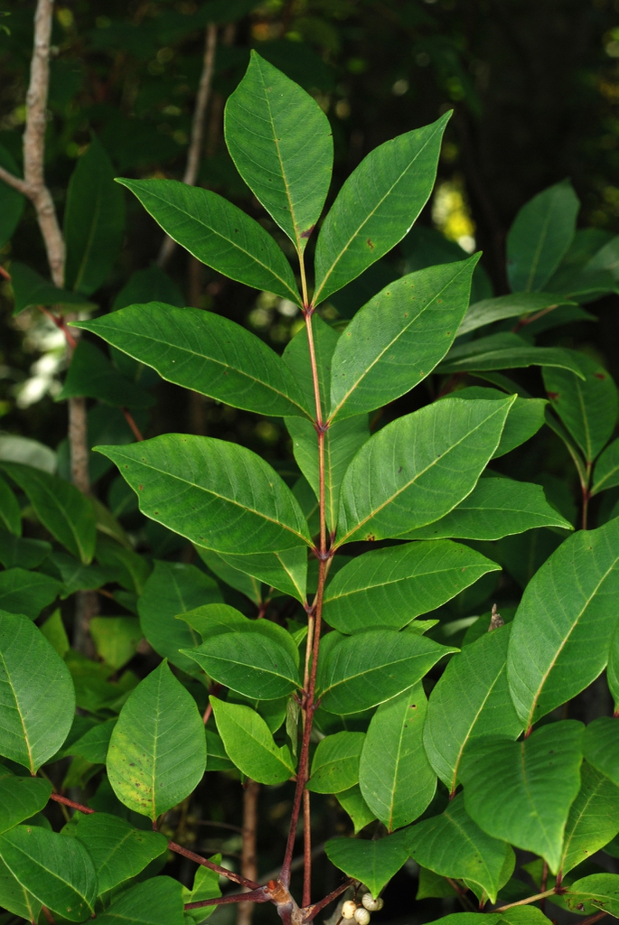 Leaflets of compound leaves (Alleghany County, NC)-Late Summer