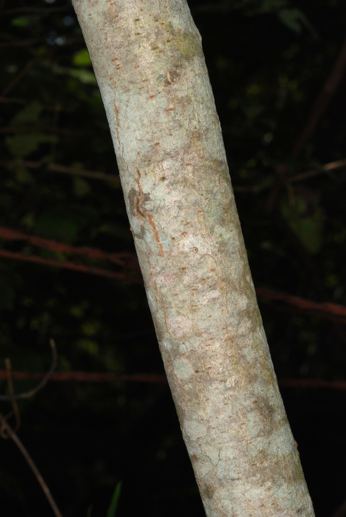 Branch bark (Alleghany County, NC)-Late Summer