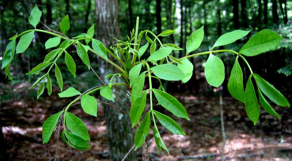 Toxicodendron vernix