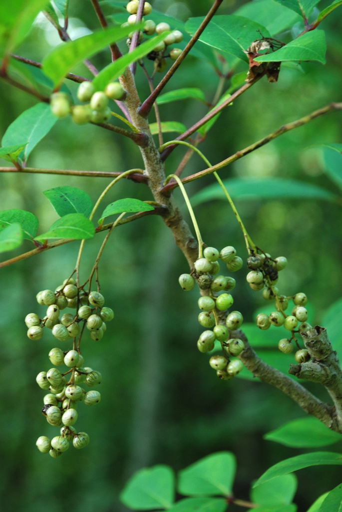 Fruit clusters (Alleghany County, NC)-Late Summer