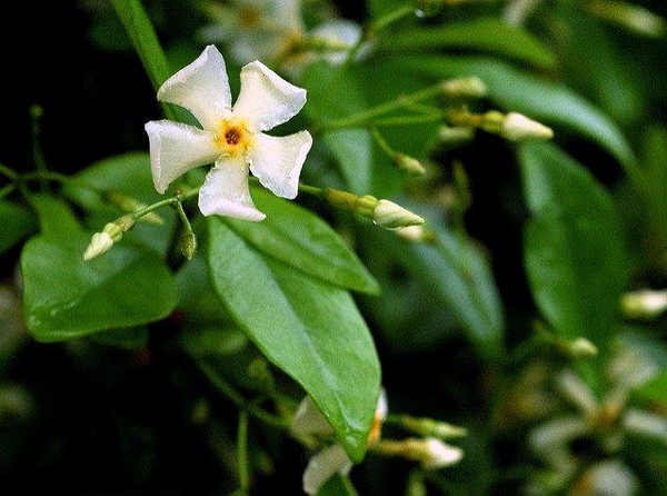Trachelospermum asiaticum