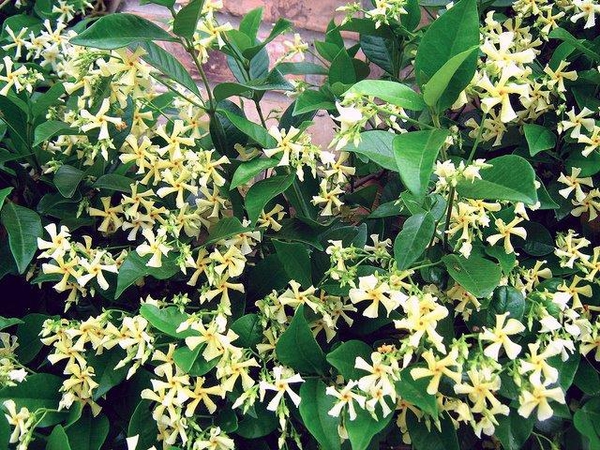 Trachelospermum asiaticum