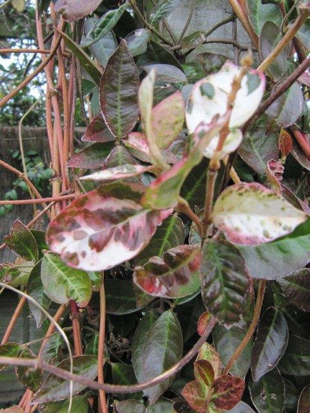 Trachelospermum asiaticum 'Goshiki'