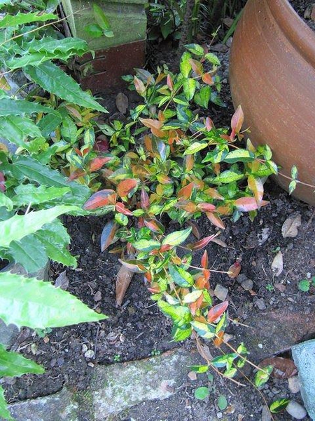 Trachelospermum asiaticum 'Summer Sunset'
