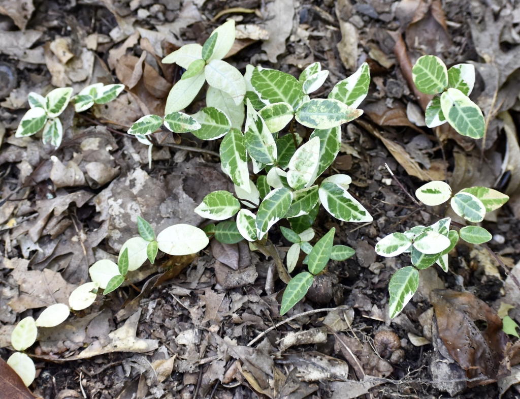 Variegated white and green mature leaves.